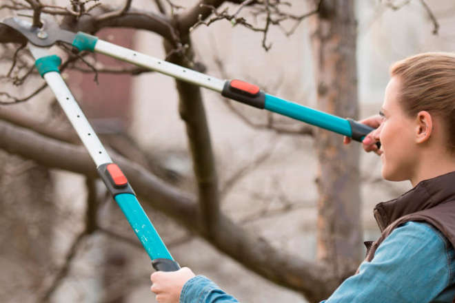 woman shearing tree branch